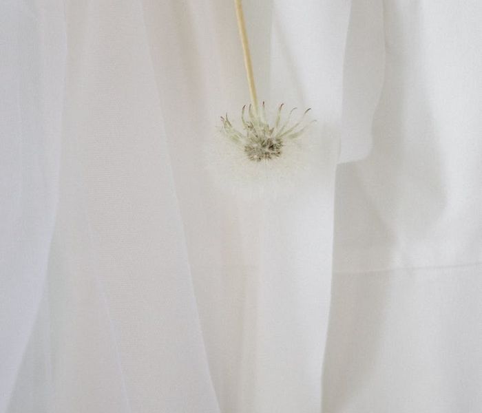 Close-up of a dandelion seed head with soft light background.
